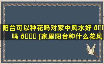 阳台可以种花吗对家中风水好 🐶 吗 🐅 (家里阳台种什么花风水好又旺财)